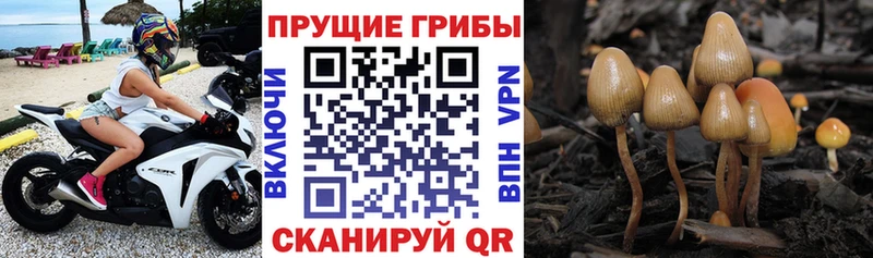 Купить где  Олонец  Галлюциногенные грибы мицелий 